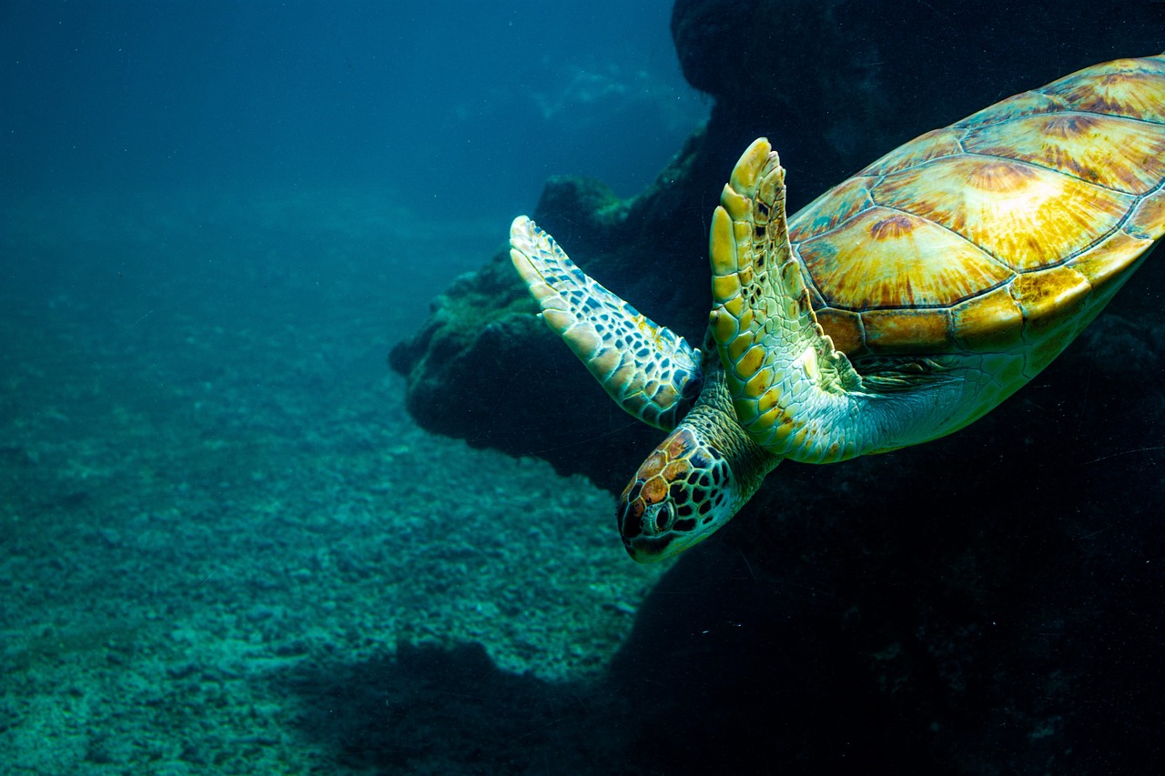 Eco-Friendly Innovations for Cleaner Oceans